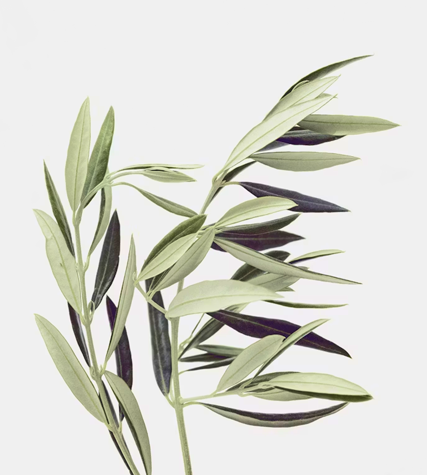 Olive branch